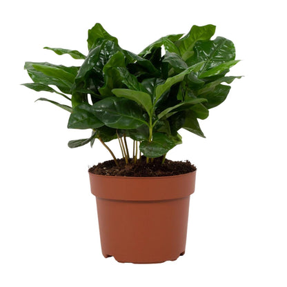 Coffea Arabica – Pflegeleichte Kaffeepflanze im 12 cm Topf