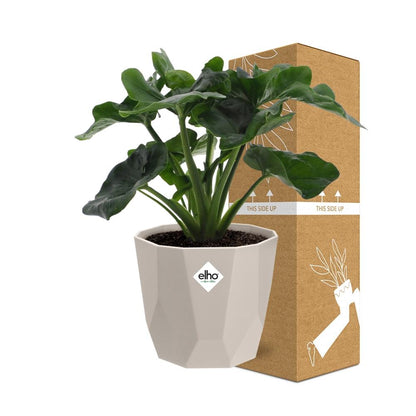 Philodendron Atom in ELHO b.for rock Topf 14 cm warm grey