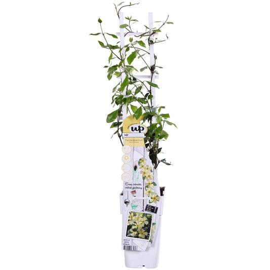 Toskanischer Jasmin Gelb – Duftende Kletterpflanze Ø15cm