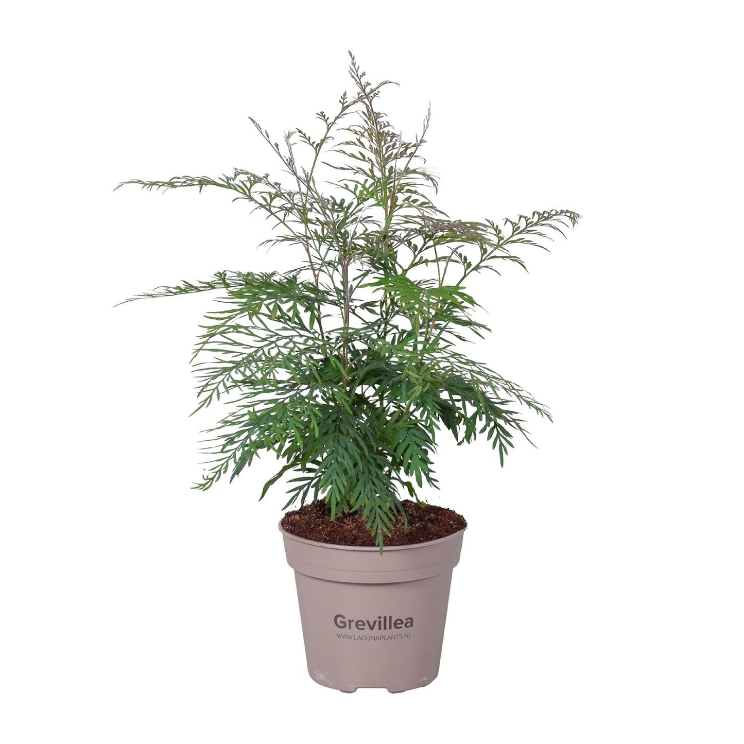 Grevillea Robusta Silber-Eiche Ø15cm, 45cm Höhe