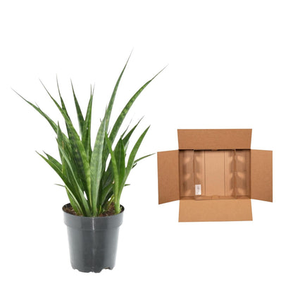 Sansevieria kirkii 'Friends' – Pflegeleichte Zimmerpflanze 38 cm