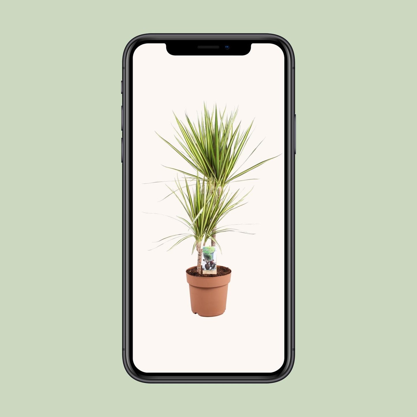 Dracaena marginata Sunray – Pflegeleichte Tropische Zimmerpflanze Ø21cm