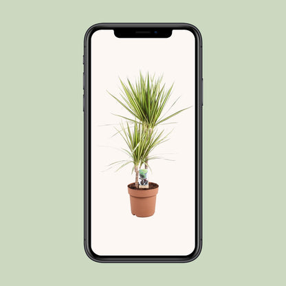 Dracaena marginata Sunray – Pflegeleichte Tropische Zimmerpflanze Ø21cm