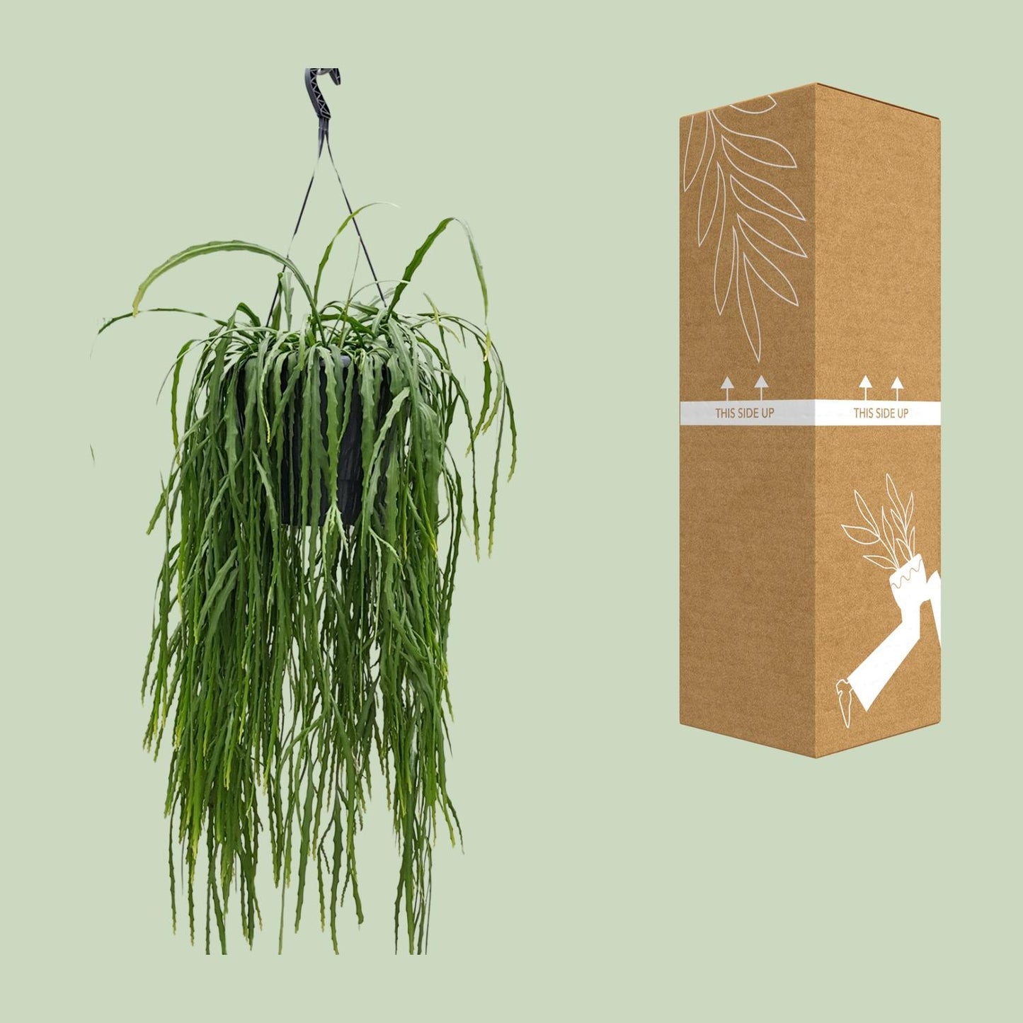 Lepismium Asuntapatense – Exotischer, pflegeleichter Zimmerkaktus 70cm