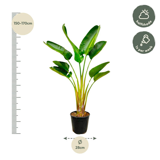 Strelitzia Augusta – Weißer Paradiesvogel, 160 cm