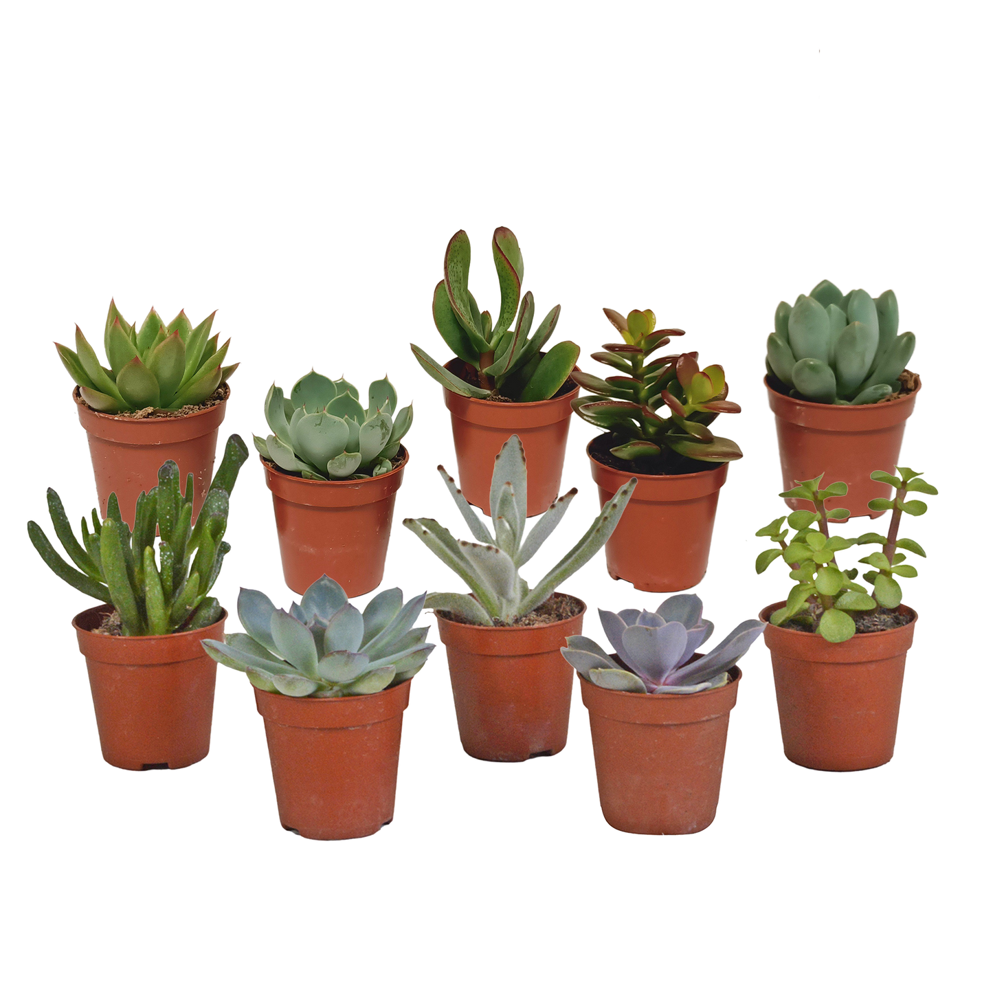 Vetplanten-Mischung 5,5 cm – 10er Set ohne Topf