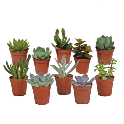 Vetplanten-Mischung 5,5 cm – 10er Set ohne Topf