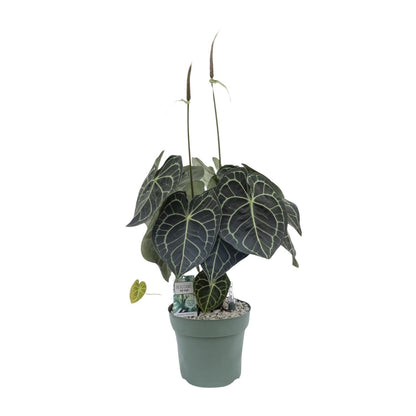 Anthurium Clarinervium – Tropische, pflegeleichte Zimmerpflanze 80 cm