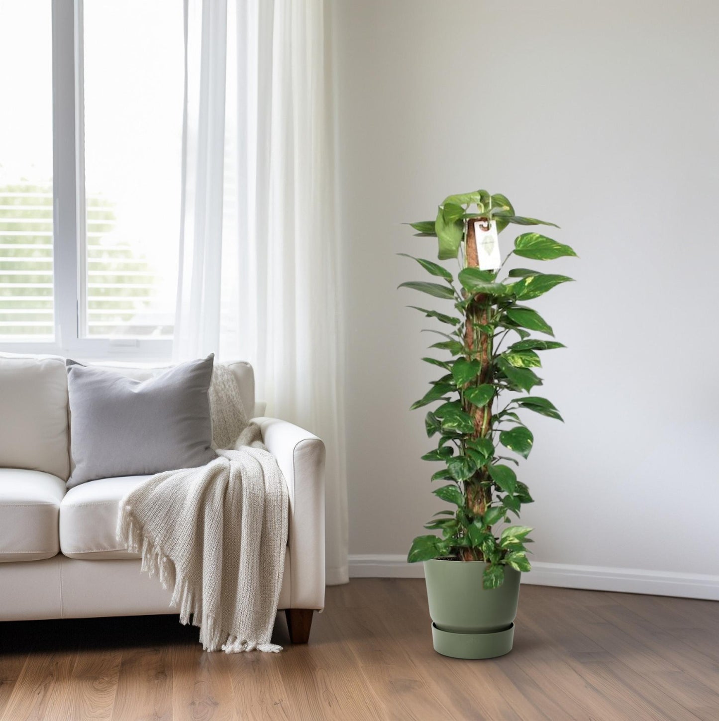 Epipremnum Pinnatum Mosstok – Pflegeleichte Kletterpflanze 120 cm