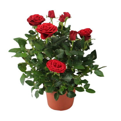 Rosa Red Topfrose Ø12cm, Höhe 29cm – Pflegeleicht & Schön