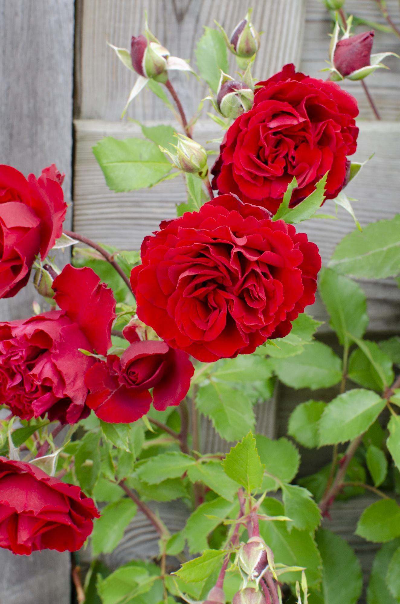 3x Rosa Crazy in Love 'Red' – Lebendige Duftrose Ø15cm, 65cm Höhe