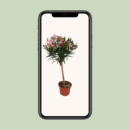 Nerium Oleander – Pflegeleichter Blütenstrauch Ø18 cm