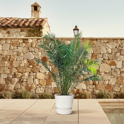 Phoenix Canariensis – Kanarische Dattelpalme 300 cm