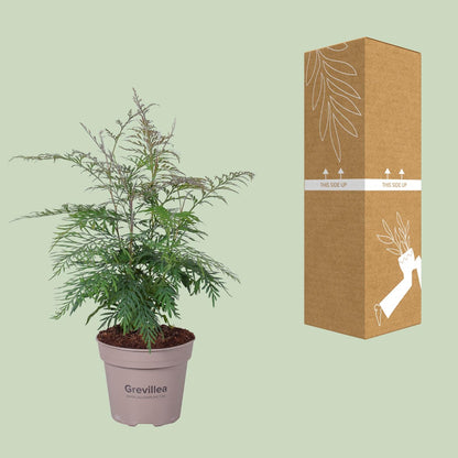 Grevillea Robusta – Robuste und pflegeleichte Zimmerpflanze Ø15cm