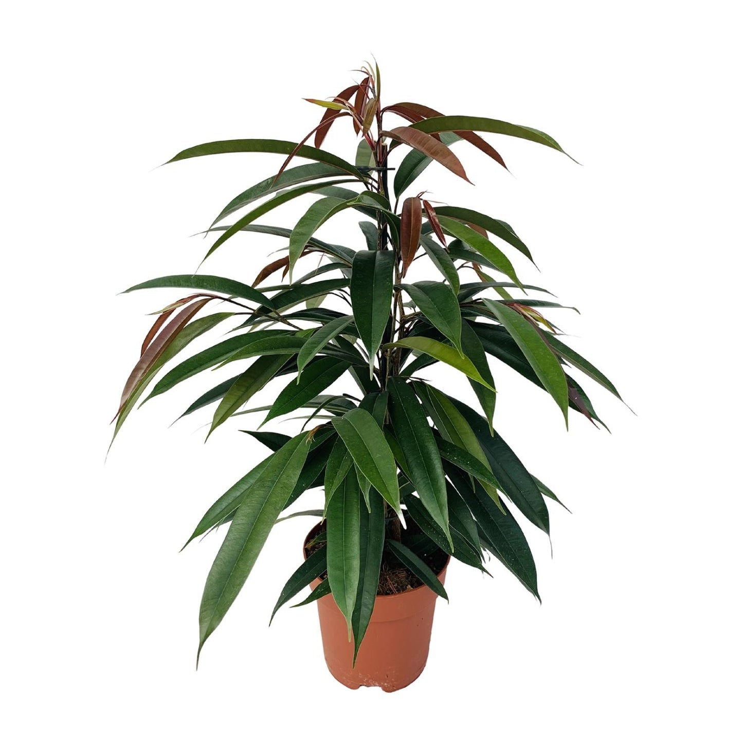 Ficus Binnendijkii 'Amstel King' – Pflegeleichte Zimmerpflanze Ø17cm