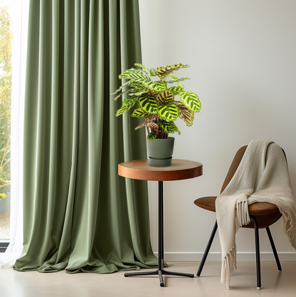 Calathea Makoyana – Pflegeleichte Trendpflanze Ø14cm