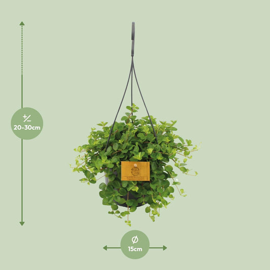 Peperomia Rotundifolia – Pflegeleichte Zimmerpflanze Ø15cm