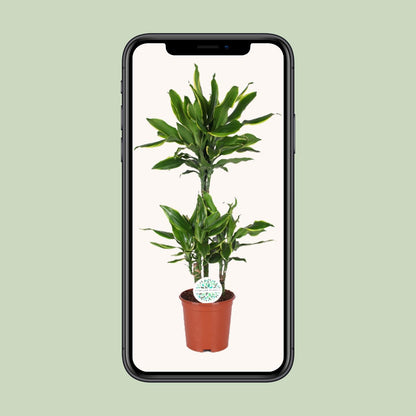 Dracaena Golden Coast – Eleganter Drachenbaum Ø24cm, 125cm hoch