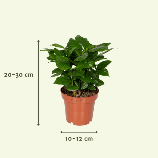 Überraschungsbox mit 5 pflegeleichten Pflanzen Ø12cm