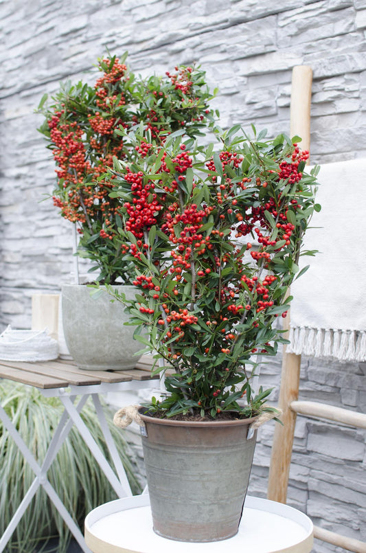Pyracantha coccinea Red Star – Immergrüner Feuerdorn mit roten Beeren