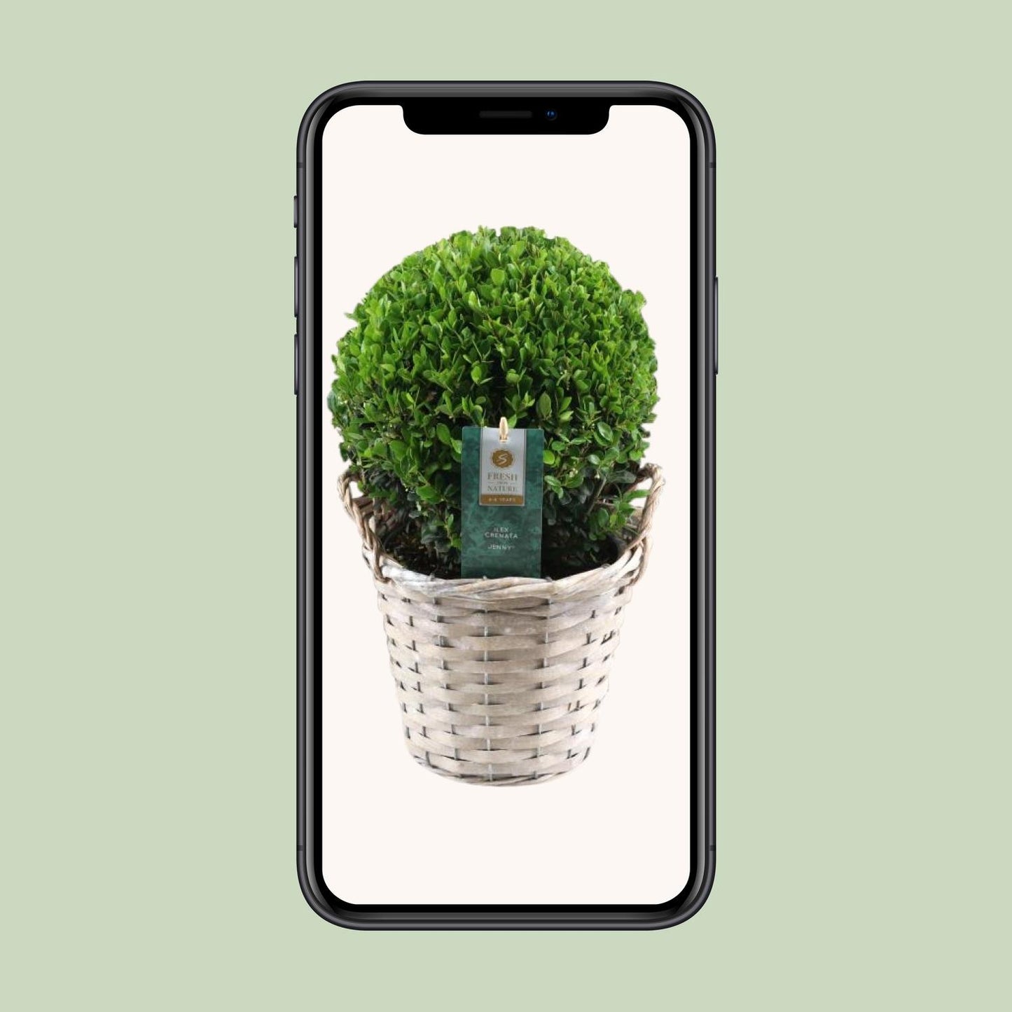 Ilex Crenata 'Jenny'® – Pflegeleichte Stechpalme Ø20cm