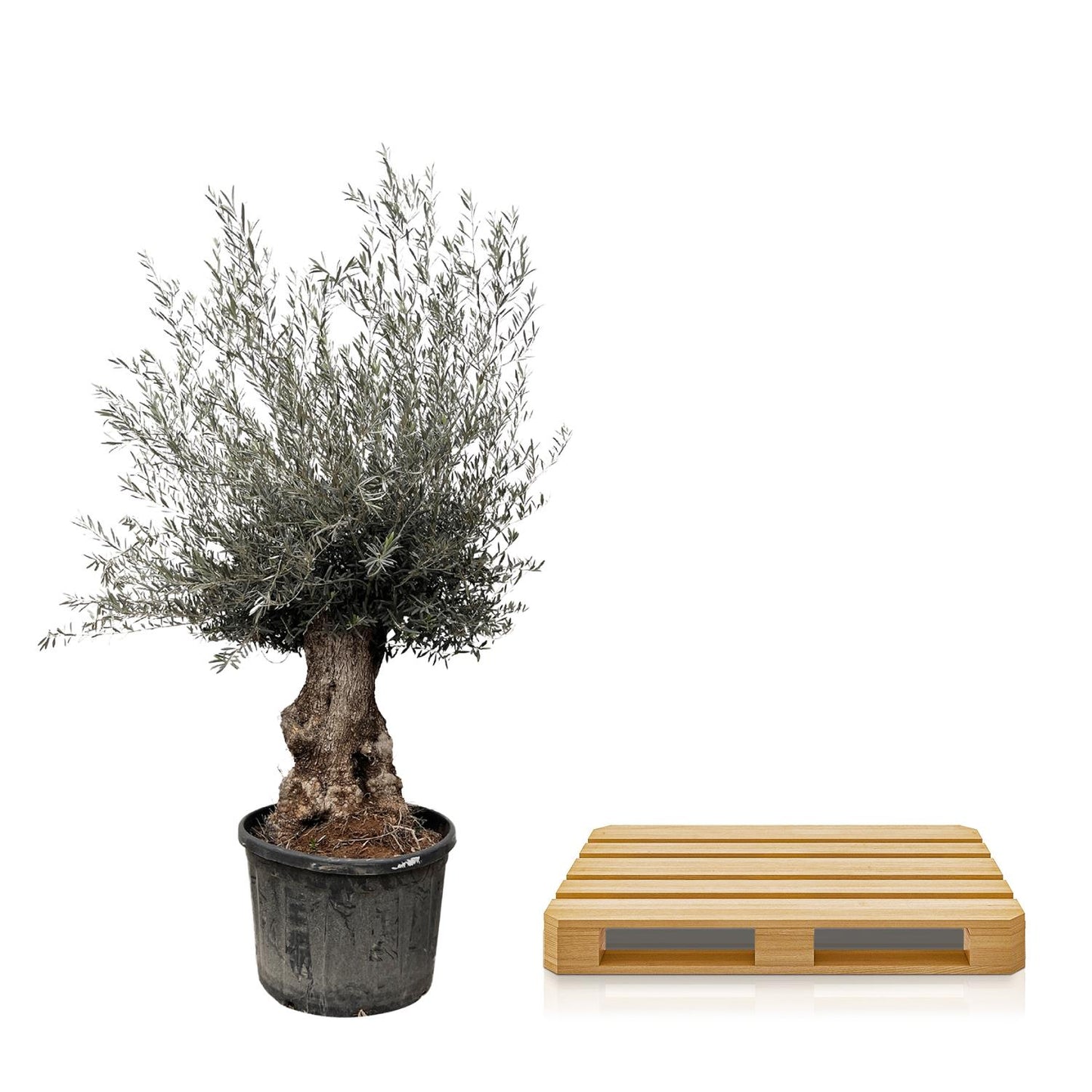 Olea Europaea Bonsai – Eleganter Olivenbaum 270 cm
