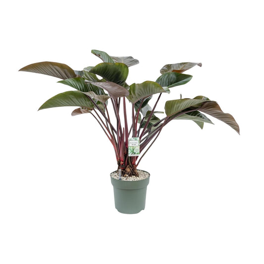 Philodendron Red Beauty – Pflegeleichte Zimmerpflanze Ø30cm