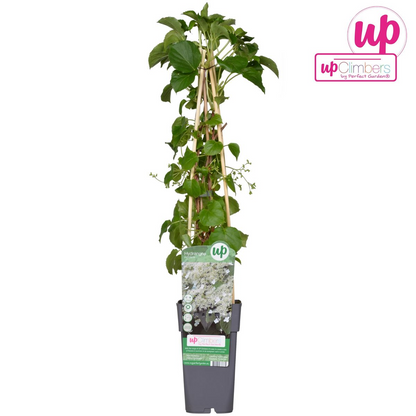 Kletterhortensie Ø15cm – Robuste & pflegeleichte Kletterpflanze