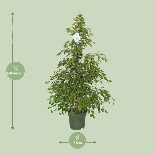 Ficus Benjamina Golden King – Pflegeleichte Zimmerpflanze Ø27cm