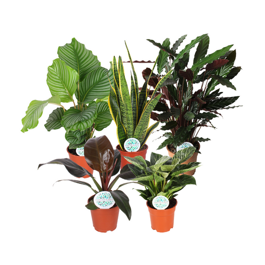 Zimmerpflanzen Grüne Mischung Mountain – 5er Set Ø17cm