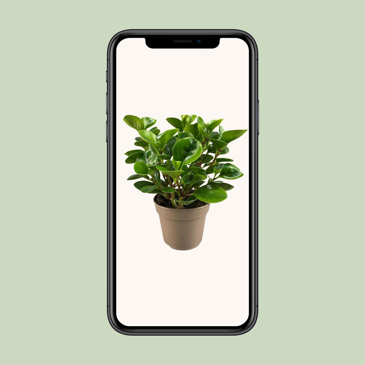Peperomia Obtusifolia Lemon Lime - Ø15cm - ↕30cm