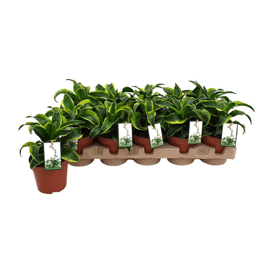 Dracaena Tornado – Pflegeleichter Drachenbaum Ø12cm
