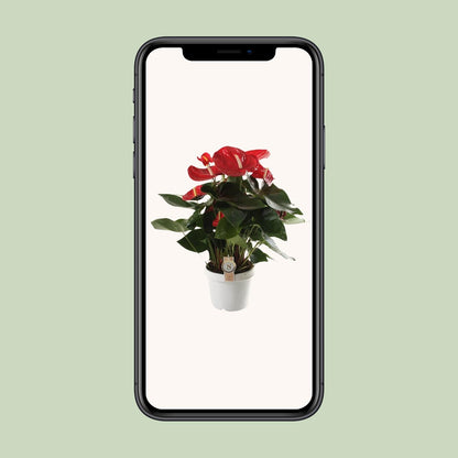 Anthurium Red Champion – Tropische, pflegeleichte Zimmerpflanze Ø21cm