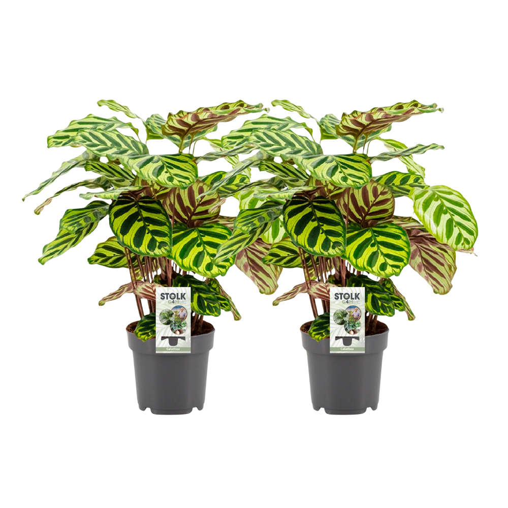 Calathea Makoyana – 2er Set, Ø14cm, ca. 45cm hoch