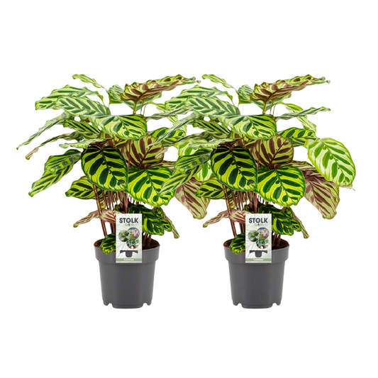 Calathea Makoyana – 2er Set, Ø14cm, ca. 45cm hoch