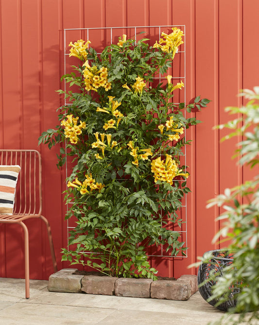 Trompetenblume 'Summer Jazz Gold' – pflegeleichte Kletterpflanze