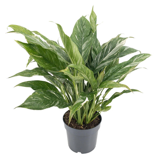 Dieffenbachia 'Diamond' – pflegeleichte Zimmerpflanze 14cm Topf