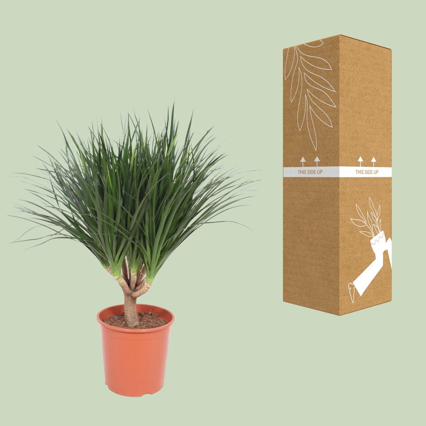 Dracaena Draco – Pflegeleichter Drachenbaum Ø30cm, 110cm hoch