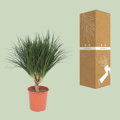 Dracaena Draco – Pflegeleichter Drachenbaum Ø30cm, 110cm hoch