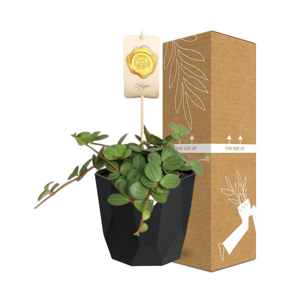 Peperomia ‘Hope’ – Pflegeleichte Zimmerpflanze im 14cm Topf