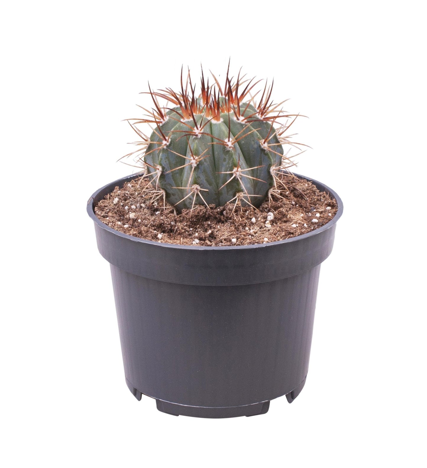 Melocactus Azureus – Pflegeleichter Kugelkaktus Ø12-17 cm
