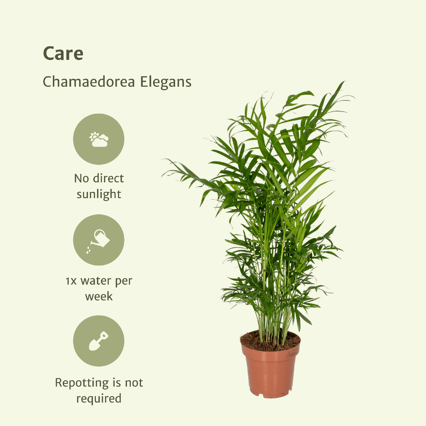 Chamaedorea Elegans – Mexikanische Bergpalme 2er Set Ø12cm