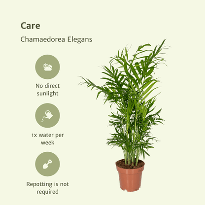 Chamaedorea Elegans – Mexikanische Bergpalme 2er Set Ø12cm