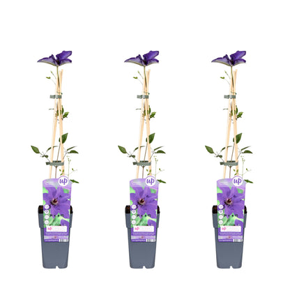 3x Clematis The President – Kletterpflanze Ø15cm, 65cm hoch