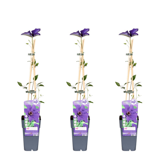 3x Clematis The President – Kletterpflanze Ø15cm, 65cm hoch