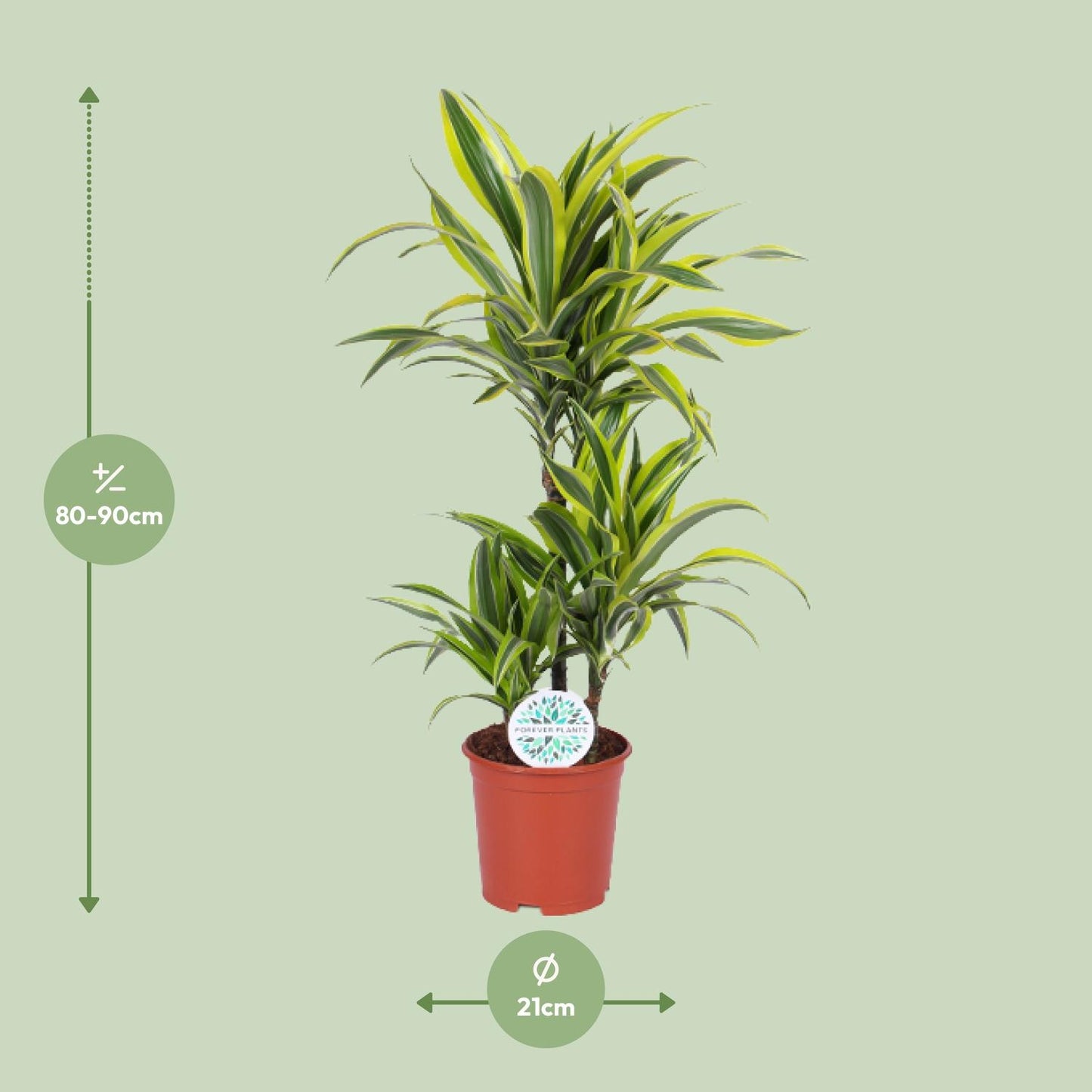 Dracaena Lemon Lime – Pflegeleichter Drachenbaum Ø21cm, 90cm hoch