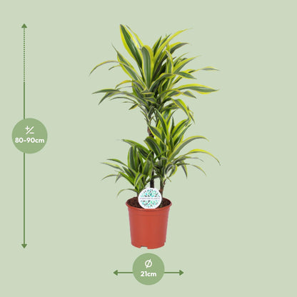Dracaena Lemon Lime – Pflegeleichter Drachenbaum Ø21cm, 90cm hoch
