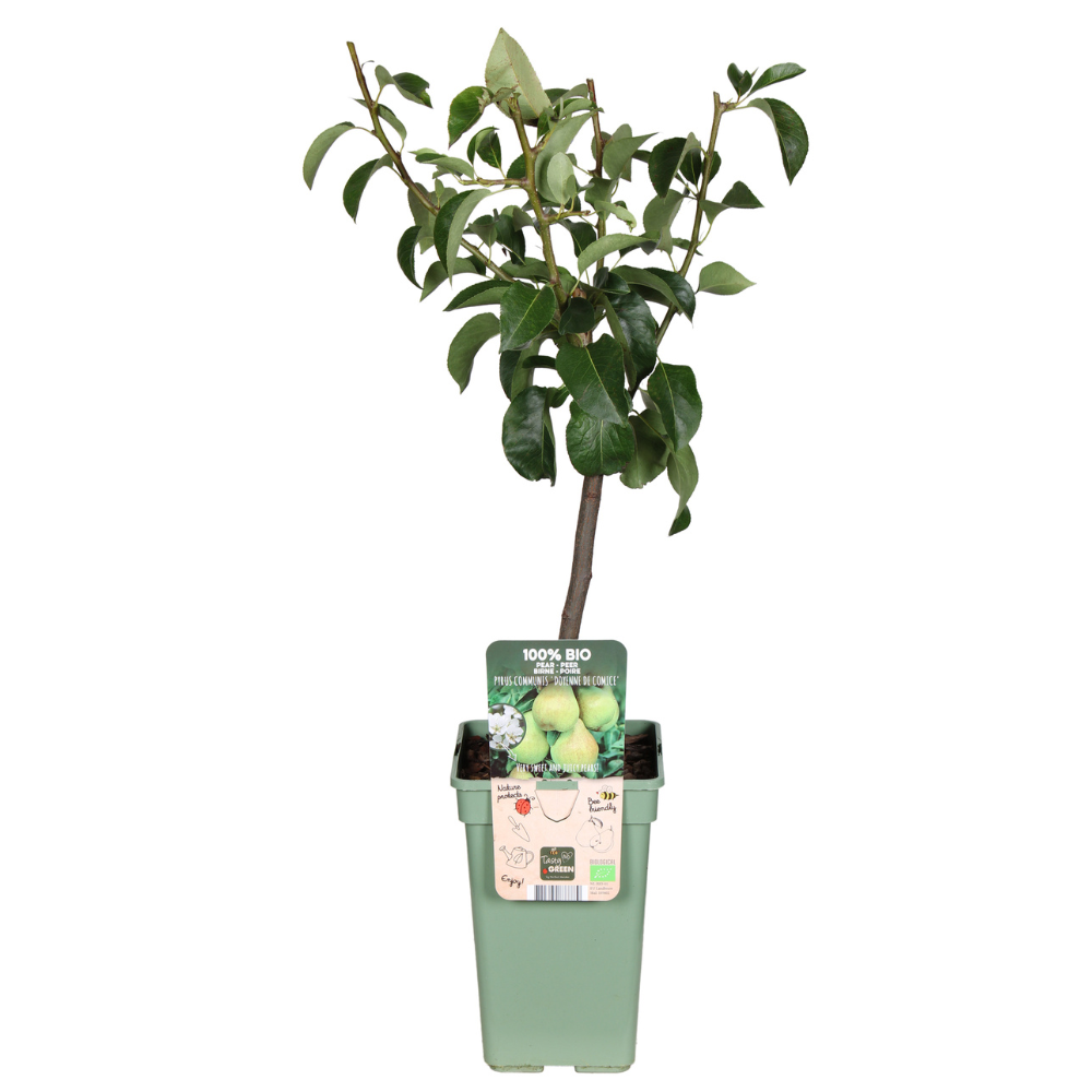 Pyrus Communis 'Doyenne Du Comice' – Pflegeleichte Zier-Birne Ø19cm