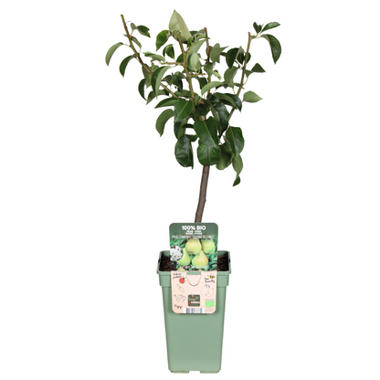 Pyrus Communis 'Doyenne Du Comice' – Pflegeleichte Zier-Birne Ø19cm