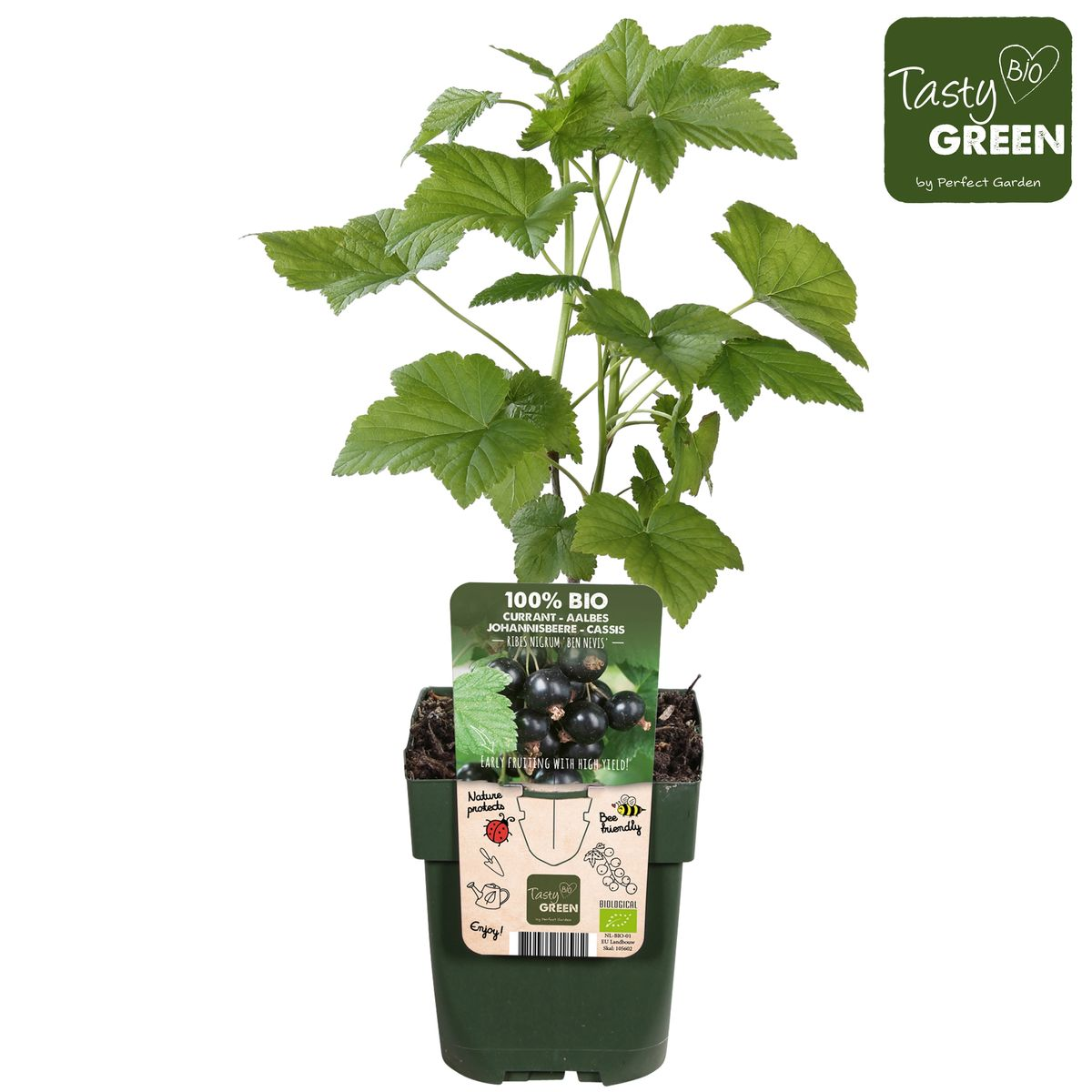 Schwarze Johannisbeere 'Ben Nevis' – Bio-Beerenstrauch Ø13cm